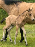 New forrest hengst veulen, duitse rijpony merrie veulen, Dieren en Toebehoren, Hengst, Niet van toepassing, 0 tot 2 jaar