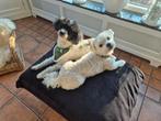 Lieve oppas gezocht voor twee hondjes, Dieren en Toebehoren, Ophalen of Verzenden