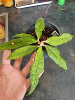 Hoya finlaysonii satun, Ophalen of Verzenden, Overige soorten, Minder dan 100 cm