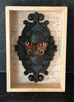 Taxidermie dagpauwoog in lijst, Ophalen of Verzenden, Nieuw, Hout, Minder dan 50 cm