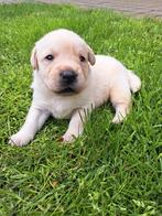 Witte labrador pups met stamboom., Dieren en Toebehoren, Rabiës (hondsdolheid), Meerdere, 8 tot 15 weken, Meerdere dieren