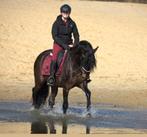 Stoere pre andalusier ruin, Gechipt, Ruin, 3 tot 6 jaar, L