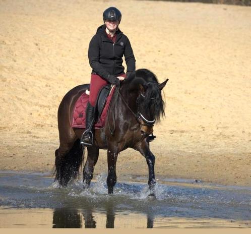 Stoere pre andalusier ruin, Dieren en Toebehoren, Paarden, Ruin, L, 160 tot 165 cm, 3 tot 6 jaar, Met stamboom, Gechipt, Ontwormd