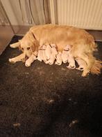 Golden Retriever Puppy's, Dieren en Toebehoren, Honden | Retrievers, Spaniëls en Waterhonden, Golden retriever, Meerdere, Meerdere dieren