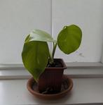 Bonte gatenplant - Monstera deliciosa Variegata, Ophalen, Overige soorten, Halfschaduw, Minder dan 100 cm