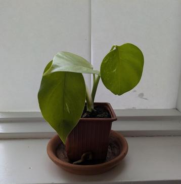 Bonte gatenplant - Monstera deliciosa Variegata beschikbaar voor biedingen