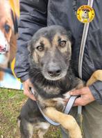 Arkay  ter Adoptie!, 6 jaar of ouder, Particulier, Rabiës (hondsdolheid), Reu