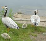 1x Indische streepkop gans, Geslacht onbekend, Gans of Zwaan