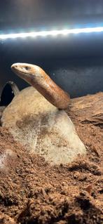 Pseudopus apodus (scheltopusik), Dieren en Toebehoren, Hagedis