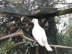 Jonge witte duif, Mannelijk, Overige soorten