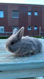 Nederlands hangoor dwerg konijn, Dieren en Toebehoren, Konijnen, Meerdere dieren, Dwerg, Hangoor, 0 tot 2 jaar