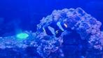 Anemoonvis nemo, Dieren en Toebehoren, Vis