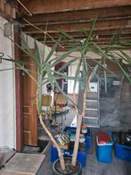 Dracaena kamer plant kamerplant, Ophalen, Halfschaduw, Minder dan 100 cm
