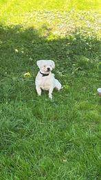 Lieve kruising Maltezer shi su 1,5 jaar, Dieren en Toebehoren, Reu, 1 tot 2 jaar, Eén hond, Klein