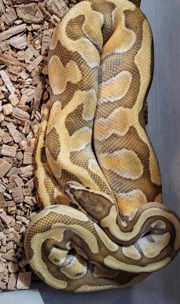 Koningspython,ballpython