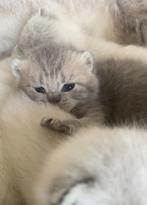 Britse korthaar kittens, brits korthaar, britsekorthaar, Dieren en Toebehoren, Katten en Kittens | Raskatten | Korthaar