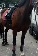 Lemieux orchid full dressuur set - dekje en beschermers, Dieren en Toebehoren, Paarden en Pony's | Dekens en Dekjes, Ophalen of Verzenden