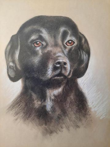 Prachtige getekende hond in lijst 30 x 40 cm echte tekening! beschikbaar voor biedingen