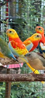3 jonge Roodbuik Opaline Dilute Turquoisines, Dieren en Toebehoren, Vogels | Parkieten en Papegaaien, Meerdere dieren, Parkiet