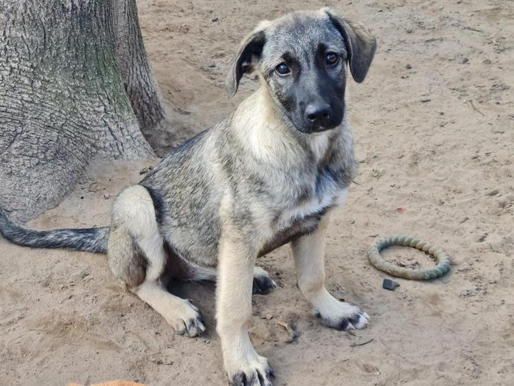 Pup Grace, een lieve, vrolijke en sociale hond (is in NL), Dieren en Toebehoren, Honden | Niet-rashonden, Middel, Teef, Particulier