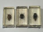 Insecten in acrylhars, Verzamelen, Dierenverzamelingen, Ophalen of Verzenden, Nieuw, Opgezet dier