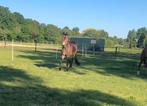 4 jarige New Forest ruin, Dieren en Toebehoren, Pony's, Gechipt, Ruin, 3 tot 6 jaar, Onbeleerd