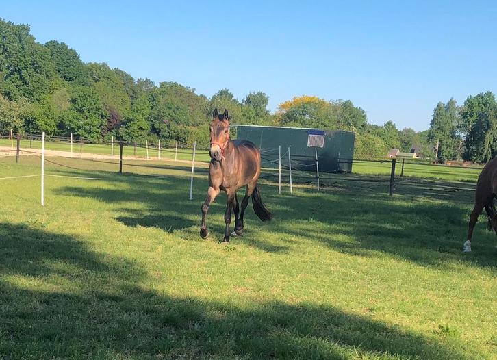 4 jarige New Forest ruin, Dieren en Toebehoren, Pony's, Ruin, Onbeleerd, D pony (1.37m tot 1.48m), Recreatiepony, 3 tot 6 jaar