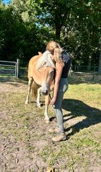 Haflinger merrie, Dieren en Toebehoren, Merrie, Ontwormd, 3 tot 6 jaar