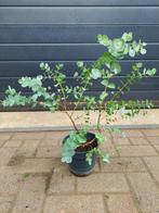 Eucalyptus Gunnii - Eucalyptusplant / Gomboom H: 54 cm., Tuin en Terras, Planten | Tuinplanten, Volle zon, Vaste plant, Bloeit niet