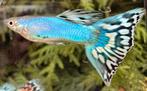 ***High Quality Blue Singa Mosaic Guppen***, Dieren en Toebehoren, Vissen | Aquariumvissen, Vis, Zoetwatervis, Schoolvis