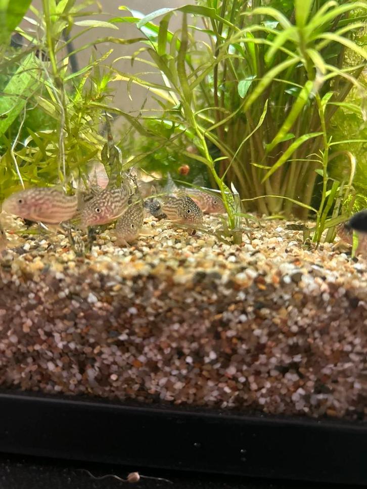 Corydora Sterbai, Dieren en Toebehoren, Vissen | Aquariumvissen, Vis