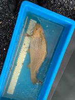 80 cm chagoi koi, Dieren en Toebehoren, Karper of Koi