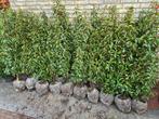 Portugese laurier haagplanten 125-150 cm, Ophalen of Verzenden, Laurier, Haag, 100 tot 250 cm