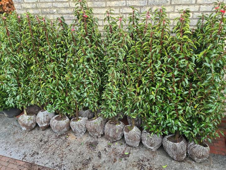 Portugese laurier haagplanten 125-150 cm, Tuin en Terras, Planten | Struiken en Hagen, Haag, Laurier, 100 tot 250 cm, Ophalen of Verzenden