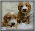 Cockapoo pups, Dieren en Toebehoren, Nederland, Parvo, 8 tot 15 weken, Meerdere