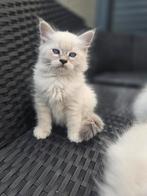 Siberische kittens Neva Masquerade LAATSTE 2 KATERTJE‼️, Dieren en Toebehoren, Meerdere dieren, Gechipt, 0 tot 2 jaar