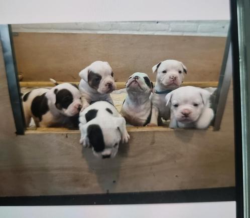 Old english bulldog pups, Dieren en Toebehoren, Honden | Bulldogs, Pinschers en Molossers, Bulldog, Particulier, Meerdere, Nederland