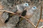 Vredesduif, Dieren en Toebehoren, Meerdere dieren, Tropenvogel