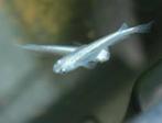 Medaka / Japanse rijstvissen, Dieren en Toebehoren, Vissen | Aquariumvissen, Vis, Zoetwatervis
