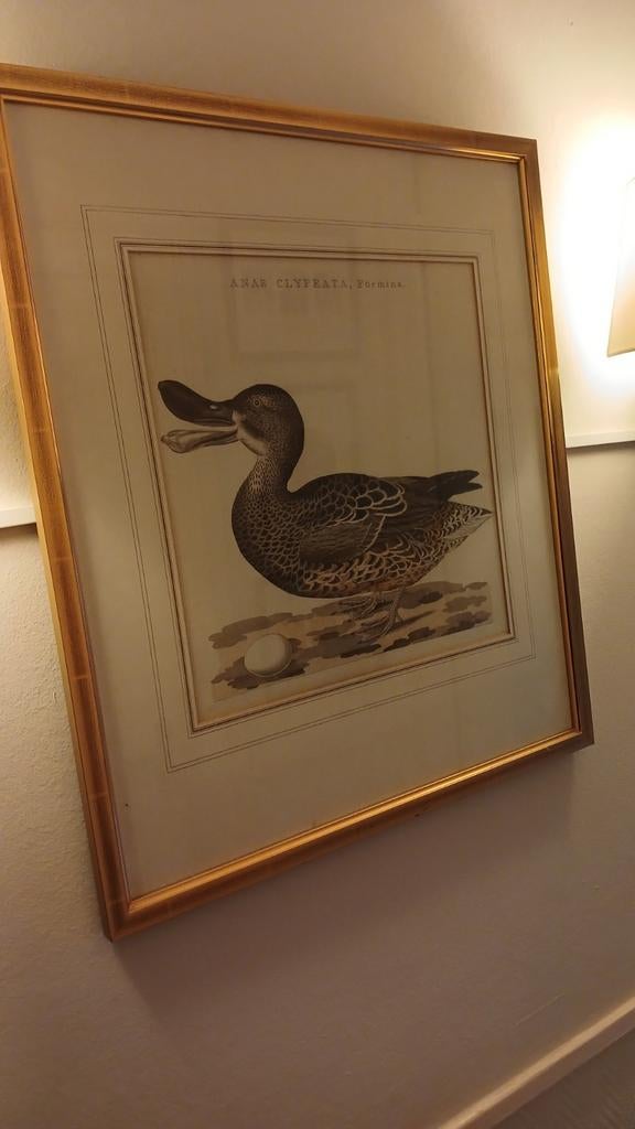 Litho van een eend in goudkleurige lijst, Huis en Inrichting, Ophalen of Verzenden, Hout, Minder dan 50 cm, Minder dan 50 cm