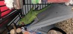 halsbandparkiet, Dieren en Toebehoren, Geslacht onbekend, Parkiet