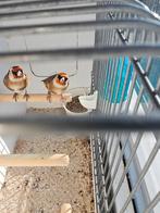 Parva putters, Dieren en Toebehoren, Meerdere dieren, Wildzangvogel