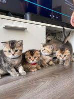 🌟Uniek nestje kittens vol karakter ✨, Dieren en Toebehoren, Katten en Kittens | Raskatten | Korthaar, Meerdere dieren, Ontwormd