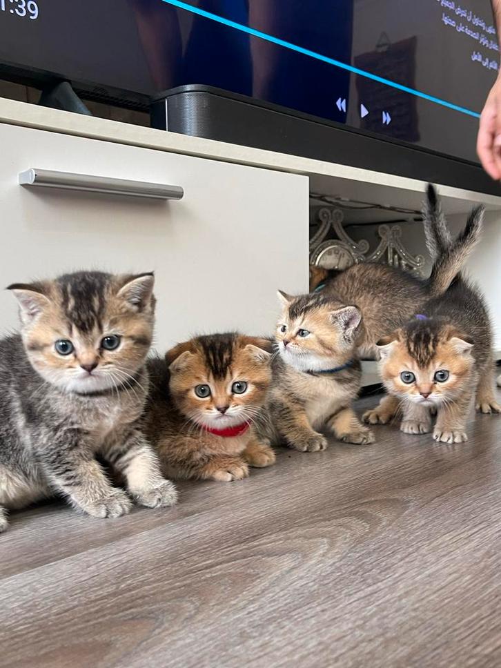 🌟Uniek nestje kittens vol karakter ✨, Dieren en Toebehoren, Katten en Kittens | Raskatten | Korthaar, Meerdere dieren, 0 tot 2 jaar