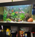 Diverse cichlide vissen 5 stuks, Dieren en Toebehoren, Vissen | Aquariumvissen, Vis