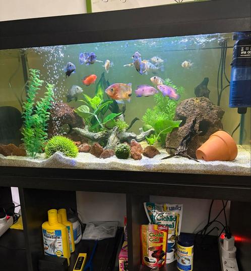 Diverse cichlide vissen 5 stuks, Dieren en Toebehoren, Vissen | Aquariumvissen, Vis