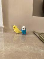 Mooie engela grasparkieten, Dieren en Toebehoren, Vogels | Parkieten en Papegaaien, Meerdere dieren, Parkiet