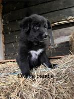 Puppy’s duidse herder x border collie. Pups kruising, Dieren en Toebehoren, Overige rassen, CDV (hondenziekte), 8 tot 15 weken