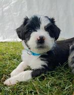 Spaanse Aussie!De perfecte gezinshond, hypoallergeen!, 8 tot 15 weken, Meerdere dieren, Eén hond, Middel