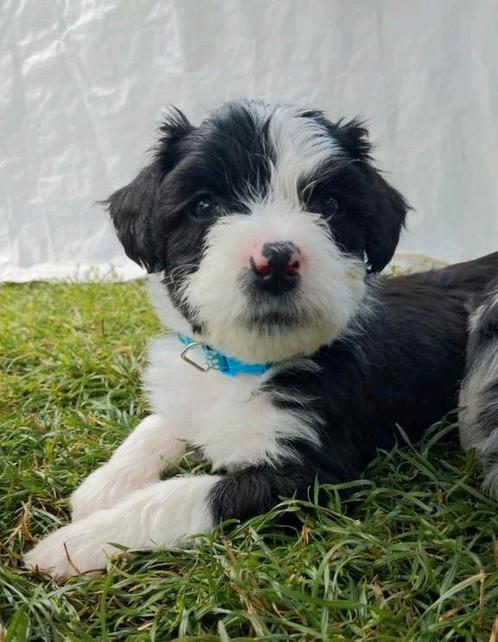 Spaanse Aussie!De perfecte gezinshond, hypoallergeen!, Dieren en Toebehoren, Honden | Niet-rashonden, Middel, Meerdere dieren